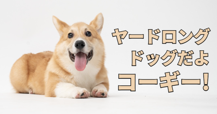 愛嬌バツグンコーギー！